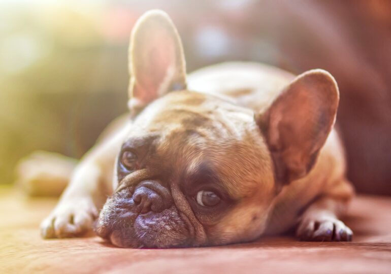 Un nou studiu arată care sunt rasele de câini cele mai vulnerabile la insolație