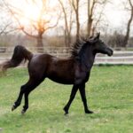 Caii şi poneii de la Zoo Brașov vor fi folosiţi pentru hipoterapia persoanelor cu autism