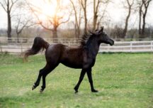 Caii şi poneii de la Zoo Brașov vor fi folosiţi pentru hipoterapia persoanelor cu autism