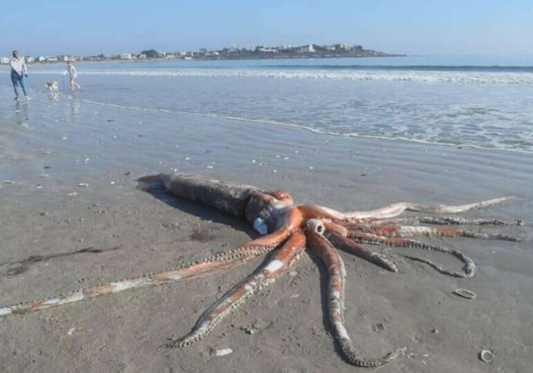 Un calamar gigantic, eșuat pe o plajă din Africa de Sud, uimește oamenii de știință