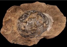 O fosilă a zăcut într-un muzeu din Chile multă vreme. Abia acum oamenii de știință au înțeles ce reprezintă, iar descoperirea e colosală!