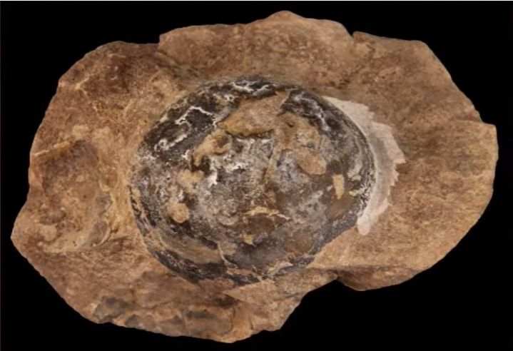 O fosilă a zăcut într-un muzeu din Chile multă vreme. Abia acum oamenii de știință au înțeles ce reprezintă, iar descoperirea e colosală!