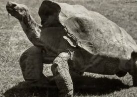 După ce a salvat o întreagă specie, țestoasa Diego a fost lăsată la vatră, în locul în care s-a născut