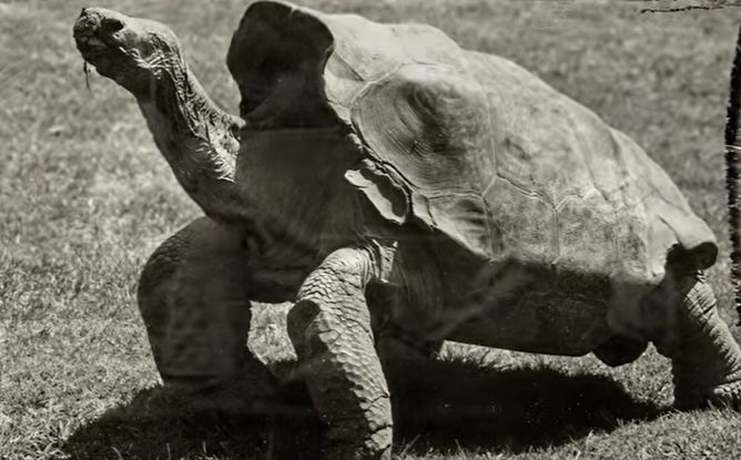 După ce a salvat o întreagă specie, țestoasa Diego a fost lăsată la vatră, în locul în care s-a născut
