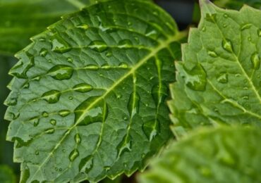 Inspirat de frunze, un sistem dezvoltat în Europa produce hidrogen verde direct din lumina soarelui