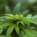 Marijuana e pe cale să devină legală pe întreg teritoriul SUA