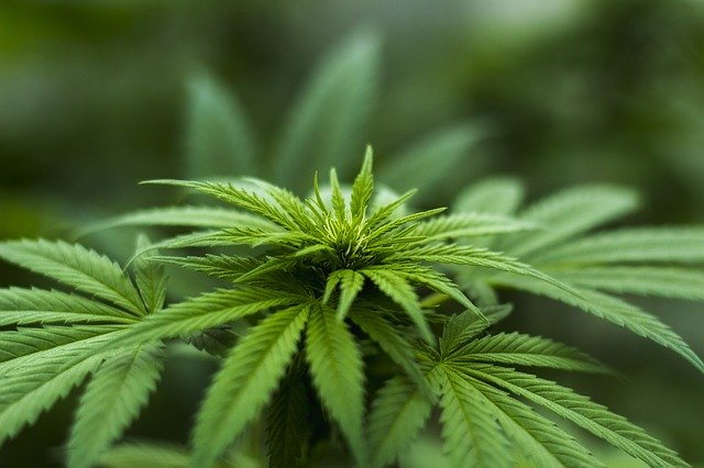 O fabrică de cannabis a fost descoperită în inima Londrei. Infractorii au profitat de străzile pustiite de pandemie