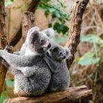 Australia va utiliza drone și câini pentru recensământul populaţiei de koala. Se încearcă salvarea speciei de la dispariție