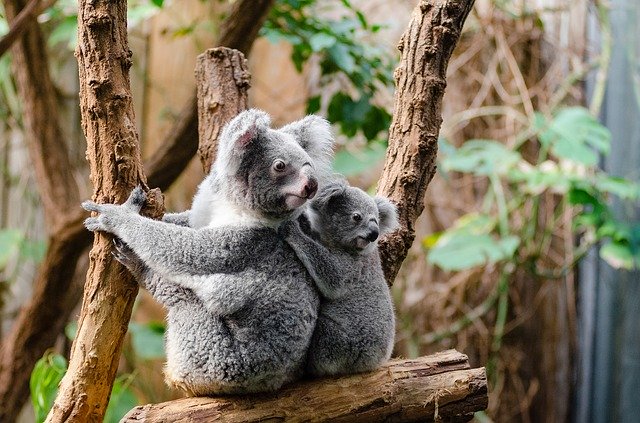 Populaţia de koala din New South Wales ar putea să dispară până în 2050