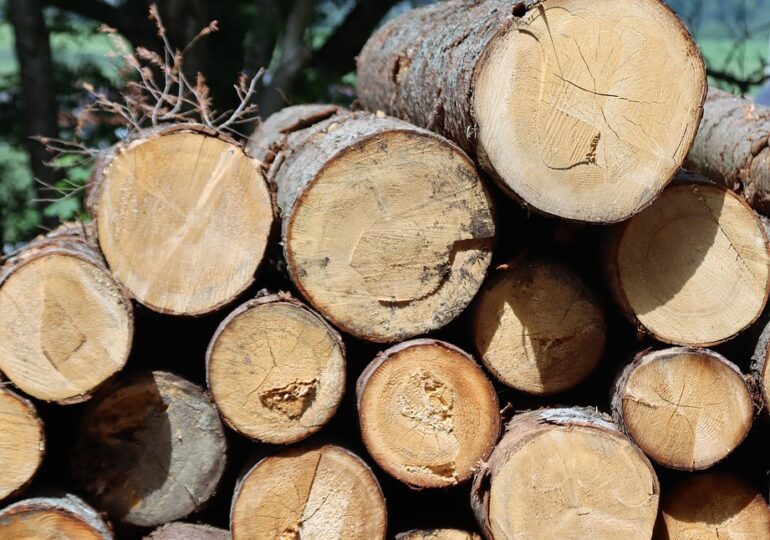 Ministrul Mediului, despre tăierile ilegale de păduri: Până nu vom găsi încrengătura dintre pădurar, primar, poliţist, politician, nu vom avea rezultate