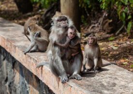 Cum arată un oraș invadat de macaci: Locuim într-o cuşcă, iar maimuţele trăiesc afară (Foto)