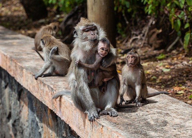 Cum arată un oraș invadat de macaci: Locuim într-o cuşcă, iar maimuţele trăiesc afară (Foto)
