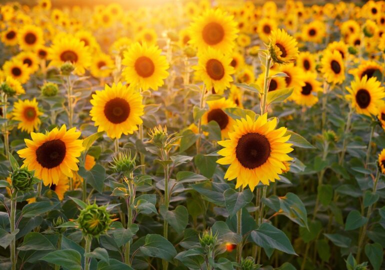 România rămâne cel mai mare producător de floarea-soarelui din UE