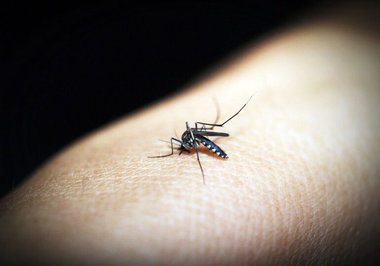 Un studiu italian demonstrează că ţânţarii nu transmit coronavirusul