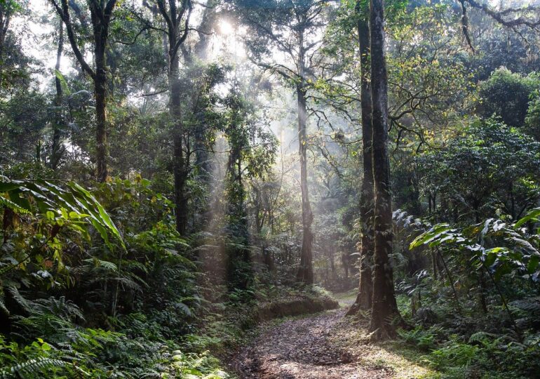 Aproape un sfert din pădurea amazoniană din Brazilia e exploatată ilegal