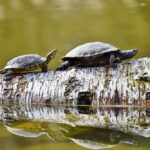 Peste jumătate dintre ţestoasele lumii sunt ameninţate cu dispariţia