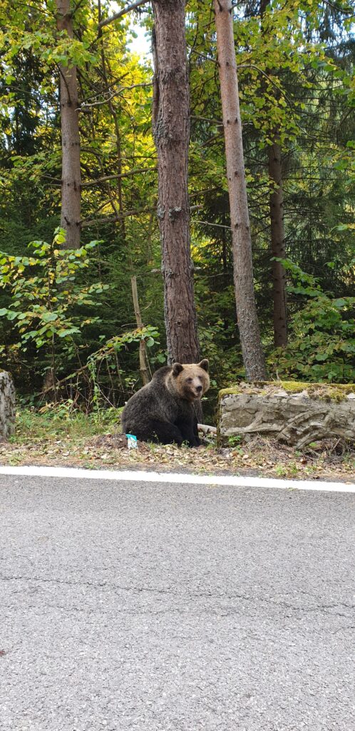 urs Transfăgărăşan