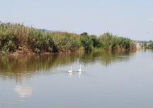 ”Delta Moldovei”, declarată sit Ramsar. Ce înseamnă asta