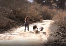 Două surori şi trei câini reîmpăduresc zonele mistuite de incendii din Chile