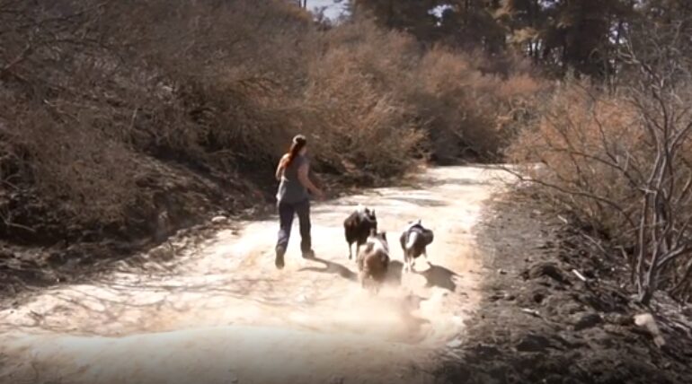 Două surori şi trei câini reîmpăduresc zonele mistuite de incendii din Chile