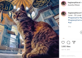 Pisica Gli poate rămâne, chiar dacă Hagia Sofia devine moschee