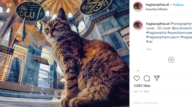 Pisica Gli poate rămâne, chiar dacă Hagia Sofia devine moschee