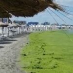 Mare de alge pe plaja de la Mamaia – fenomenul nu a mai avut loc de 10 ani (Video)