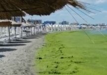 Mare de alge pe plaja de la Mamaia – fenomenul nu a mai avut loc de 10 ani (Video)