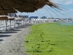 Mare de alge pe plaja de la Mamaia - fenomenul nu a mai avut loc de 10 ani (Video)