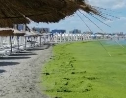Mare de alge pe plaja de la Mamaia - fenomenul nu a mai avut loc de 10 ani (Video)
