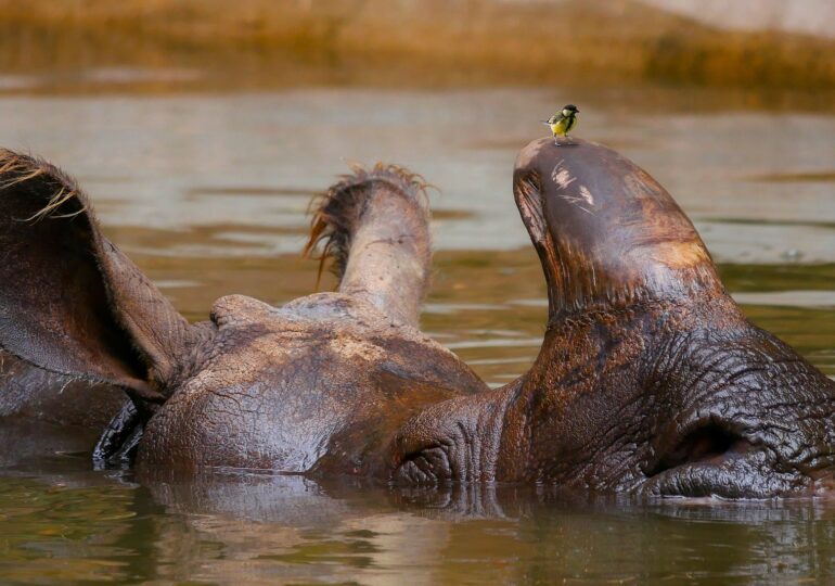 Imaginea zilei: Un rinocer se răcorește spectaculos într-o baie de noroi