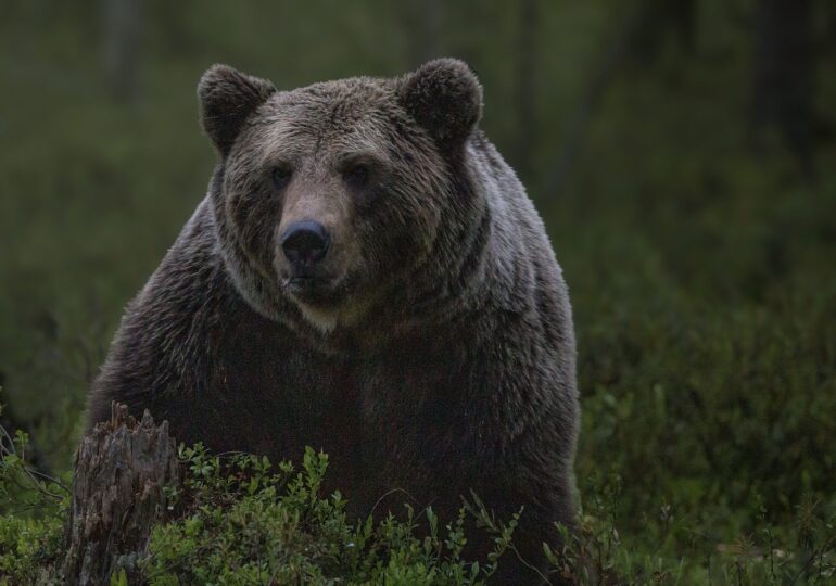 Turişti atacaţi de urs, pe un traseu din Munţii Bucegi