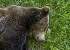 Viralul zilei: Un pui de urs, salvat din mijlocul unui lac