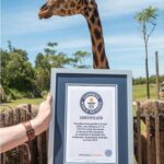 Aceasta e cea mai înaltă girafă din lume. E în grădina zoologică deschisă de regretatul Steve Irwin, ”Vânătorul de crocodili”