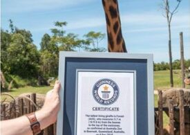 Aceasta e cea mai înaltă girafă din lume. E în grădina zoologică deschisă de regretatul Steve Irwin, ”Vânătorul de crocodili”