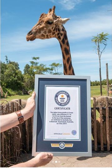 Aceasta e cea mai înaltă girafă din lume. E în grădina zoologică deschisă de regretatul Steve Irwin, ”Vânătorul de crocodili”