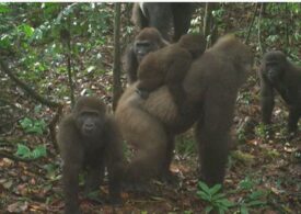 Cea mai rară gorilă din lume a fost filmată. Și veștile bune nu se termină aici!