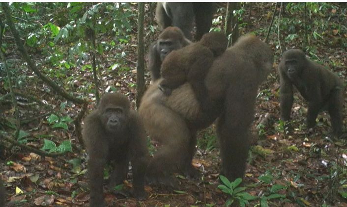 Cea mai rară gorilă din lume a fost filmată. Și veștile bune nu se termină aici!