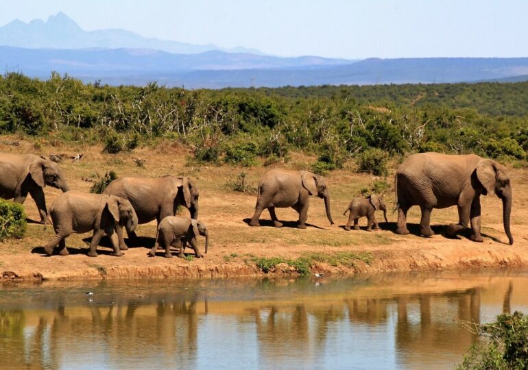 Sute de elefanţi au fost descoperiţi morţi. Specialiști: Posibil să fie Covid-19