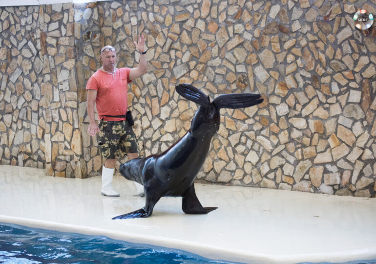 Doi lei de mare patagonieni fac show la Delfinariul din Constanța. Arena se va extinde pentru 6 delfini