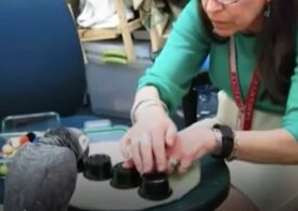 Un papagal a depășit studenții de la Harvard într-un joc clasic de memorie (Video)