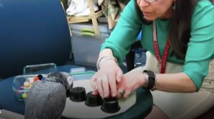 Un papagal a depășit studenții de la Harvard într-un joc clasic de memorie (Video)