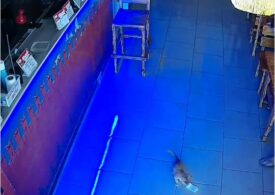 Ea este pisica obsedată de bani: De două ori a încercat să fure teancuri dintr-un bar (Video)