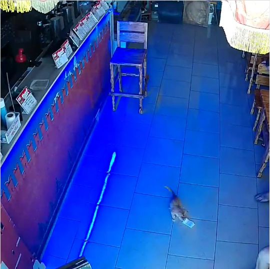 Ea este pisica obsedată de bani: De două ori a încercat să fure teancuri dintr-un bar (Video)