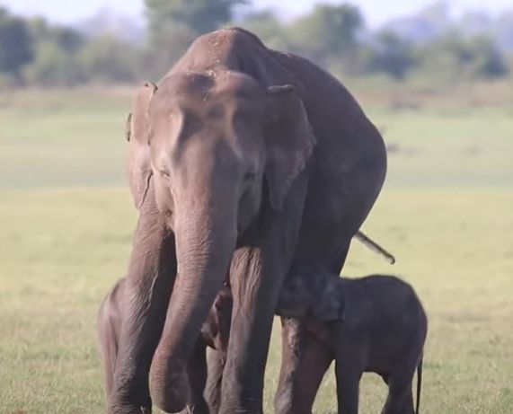 Pui gemeni de elefant, premieră în Sri Lanka! (Video) De ce se nasc atât de rar