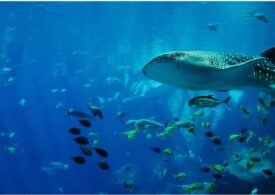 Ce-au descoperit oamenii de știință pe ochii celor mai mari rechini din lume