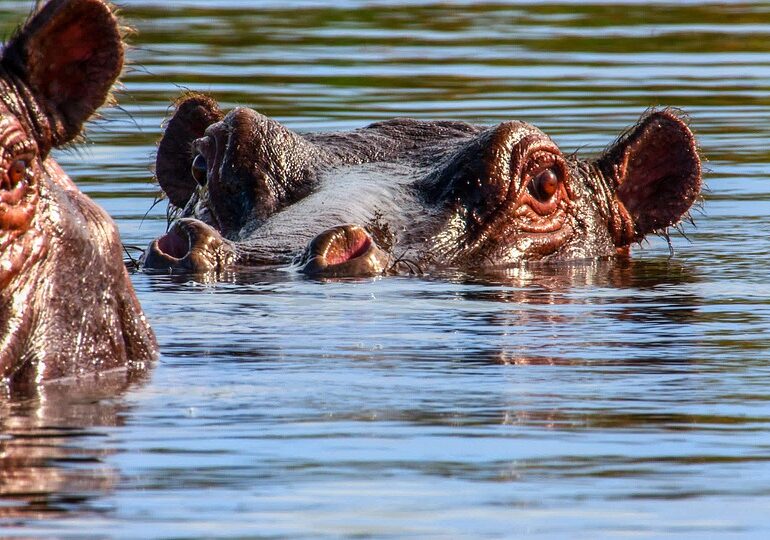 Eveniment rar: Un hipopotam a provocat o tragedie cu 24 de victime