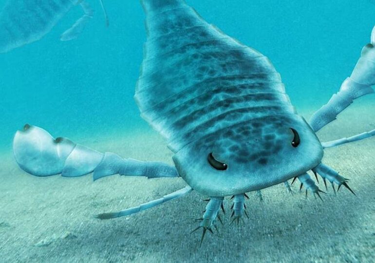 În apele Australiei a trăit o creatură absolut înfricoșătoare. Azi e mică și veninoasă, dar în Paleozoic avea 2,5 metri!