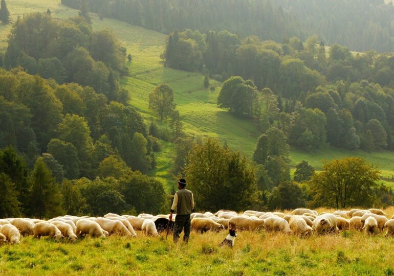 Afaceri în agricultură: Doi tineri din Sibiu produc îngrăşământ eco din lână de oaie