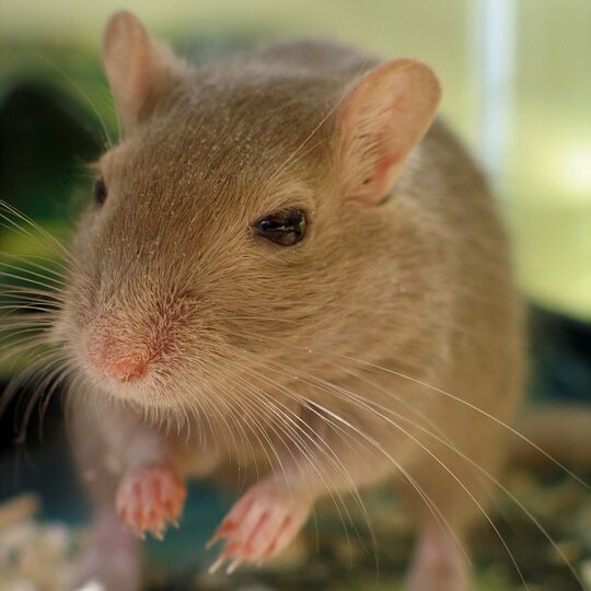 Un experiment pe şoareci aduce o veste bună pentru diabetici